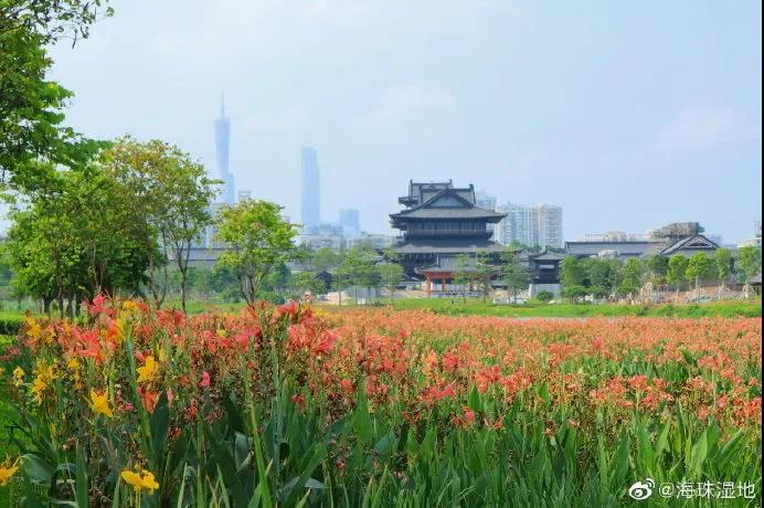 醉蝶花、荷花、紫薇花…最絢爛的夏花海珠這里都有！