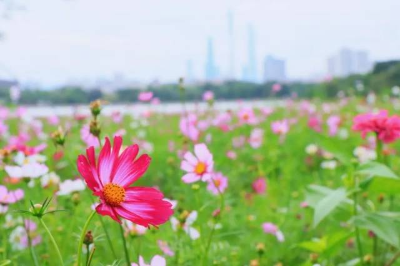 "花路"上新！海珠濕地賞花花花花！