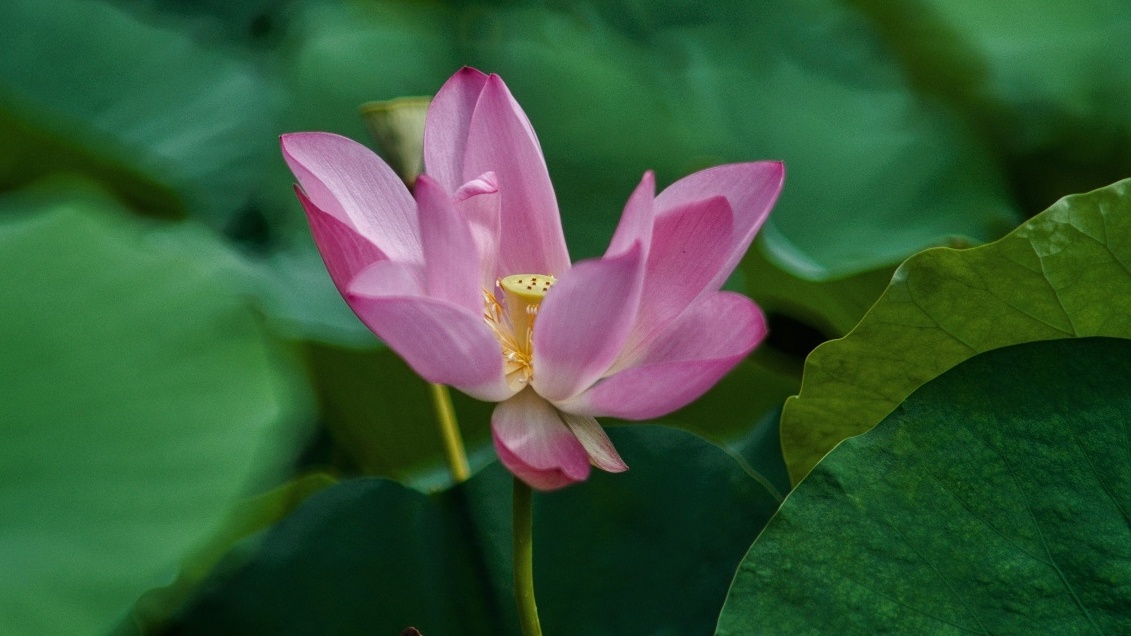 婀娜搖曳的海幢寺古蓮