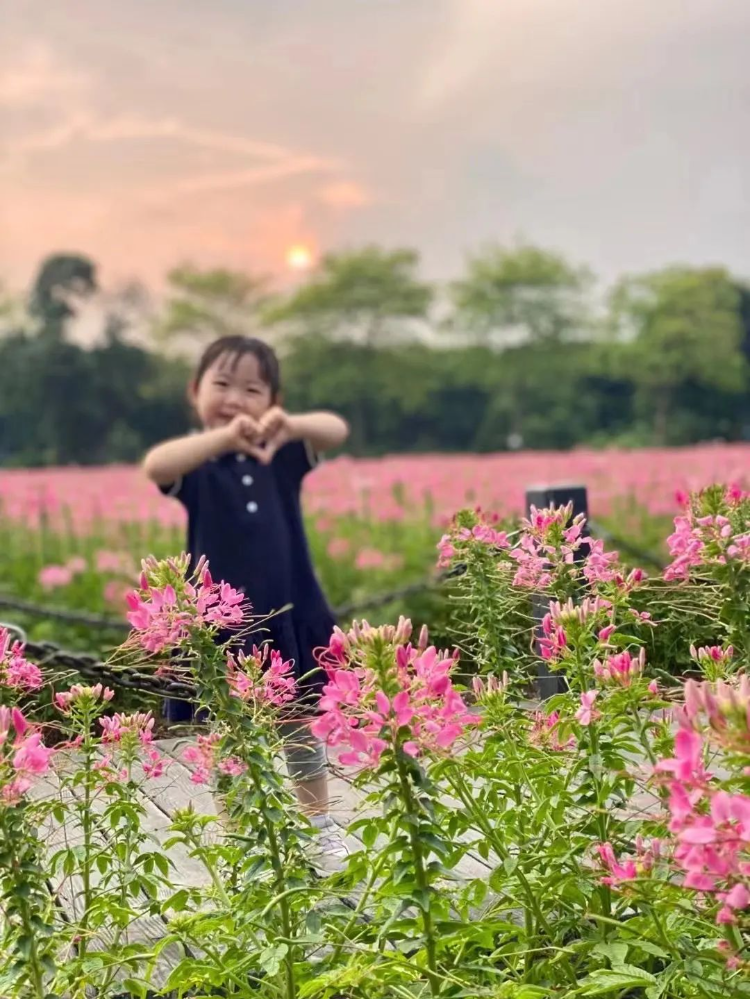 20000㎡醉蝶花海！海珠濕地賞花游園指南