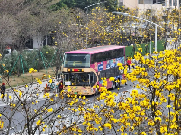 出發(fā)！6元一趟！直達(dá)黃金花海！