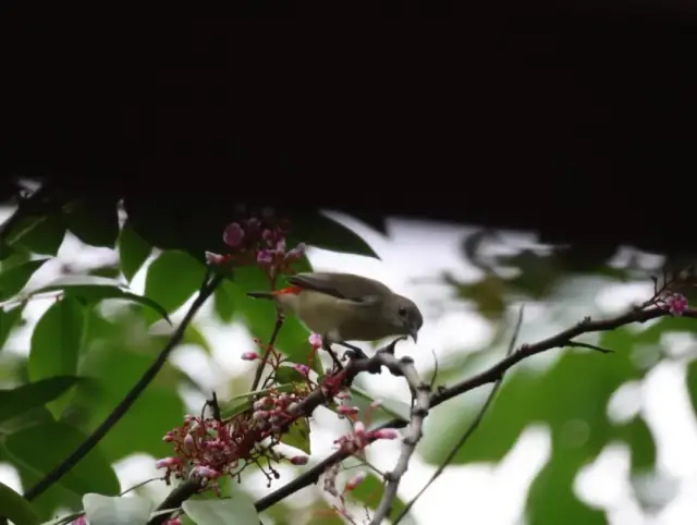 三有保護(hù)野生動(dòng)物“朱背啄花鳥(niǎo)”（雌鳥(niǎo)），陳鈺琳攝